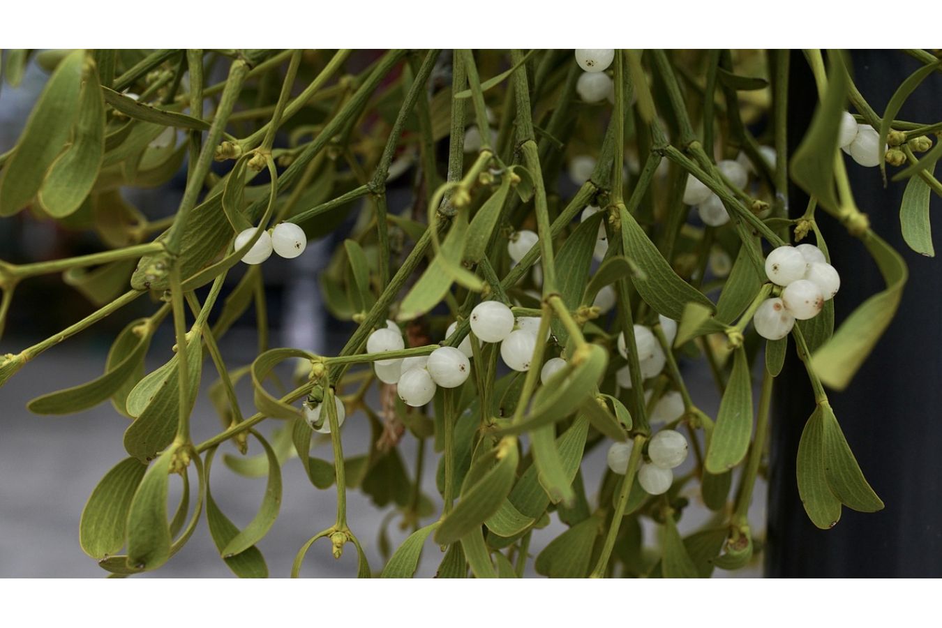 Jmelí: magický symbol Vánoc, lásky a štěstí, který skrývá víc, než se zdá