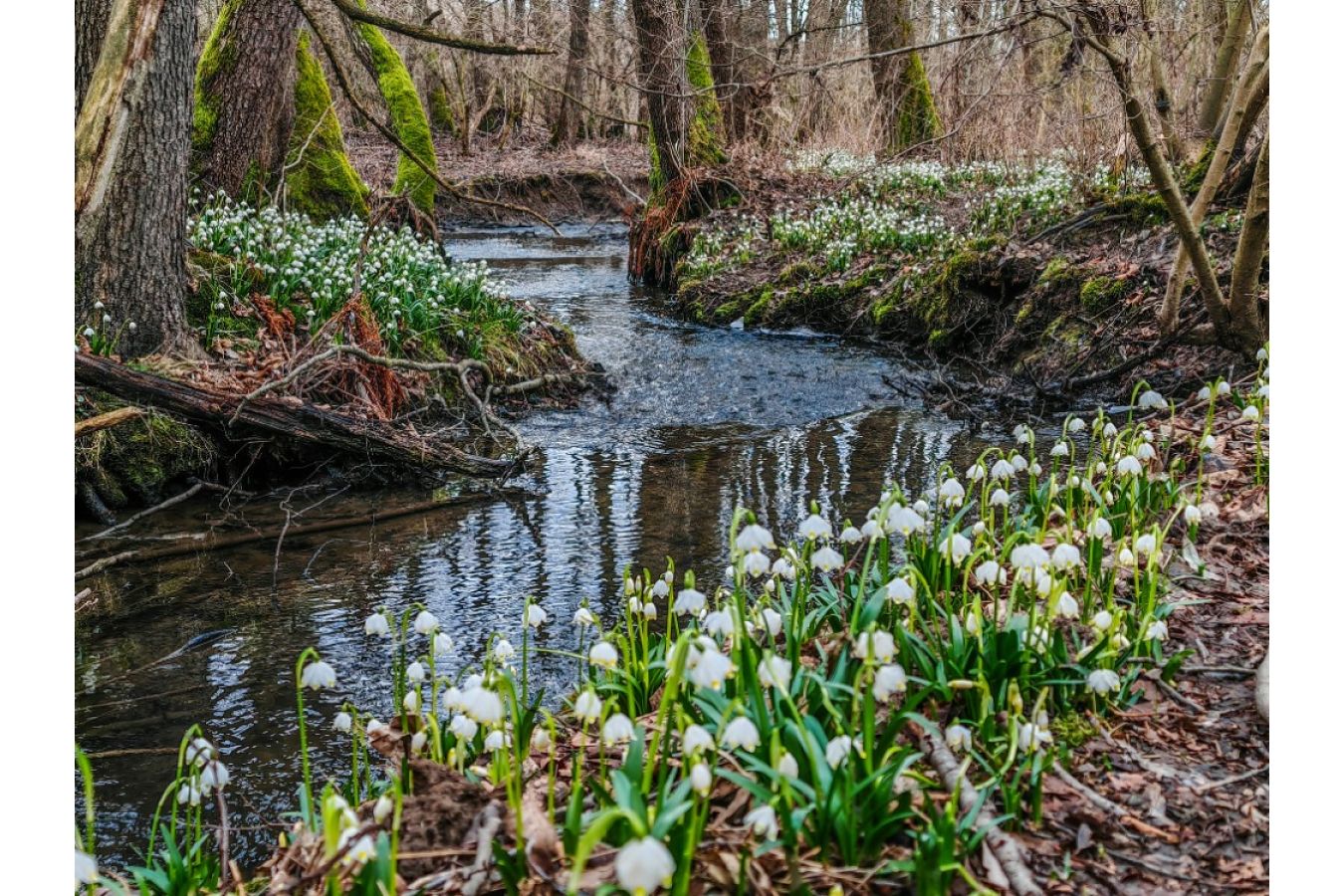 Vydejte se za prvními jarními květy do Koruny Vysočiny